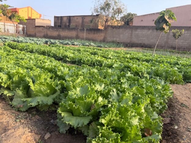 Salade bio