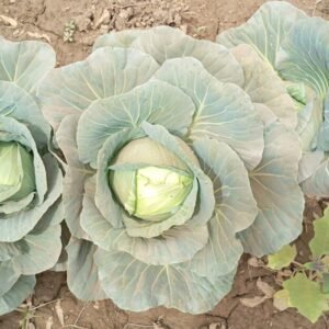 Choux bio