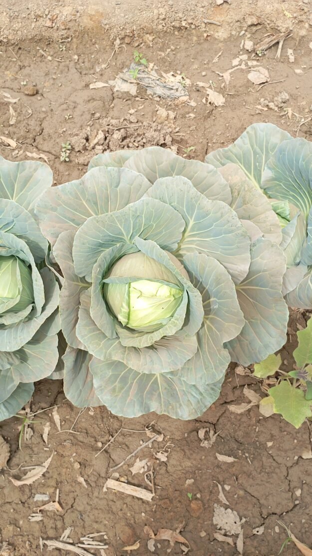 Choux bio